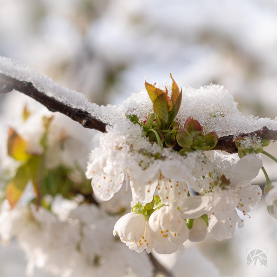 Frank_Bunz-Fotodesign_Stilllife (14)