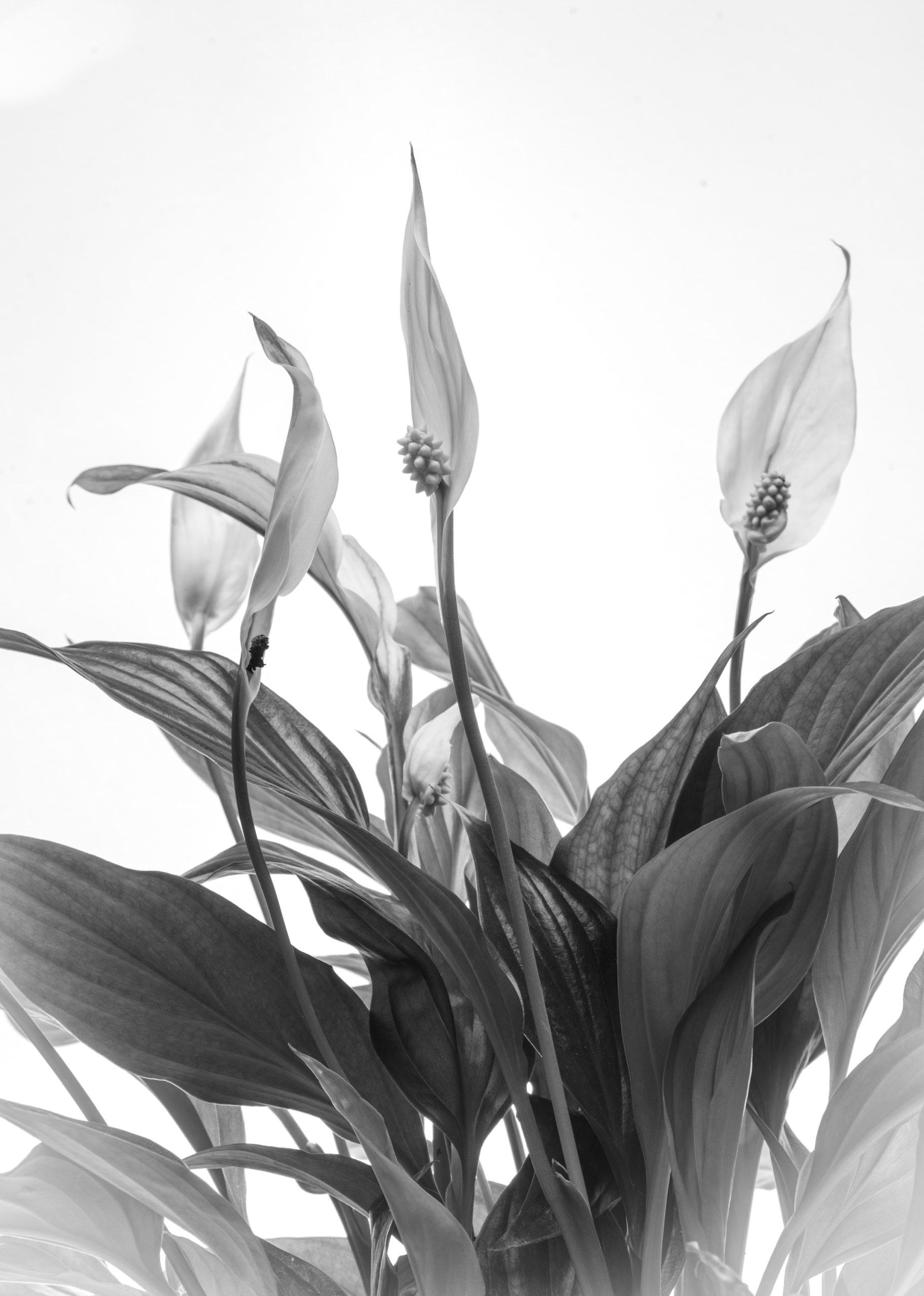 Frank_Bunz-Fotodesign_Stilllife (7)